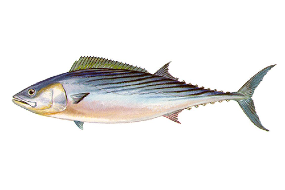 Fish farming